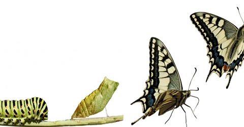 Butterfly Breaking Free